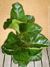 Ficus Lyrata Compacta - Bambino, Geigenfeige, organically grown tropical plants for sale at TOMs FLOWer CLUB.