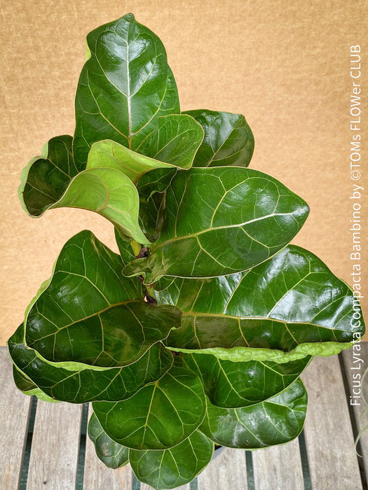 Ficus Lyrata Compacta - Bambino, Geigenfeige, organically grown tropical plants for sale at TOMs FLOWer CLUB.