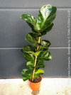 Ficus Lyrata Compacta Bambino, Geigenfeige, organically grown tropical plants for sale at TOMs FLOWer CLUB.