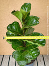 Ficus Lyrata Compacta - Bambino, Geigenfeige, organically grown tropical plants for sale at TOMs FLOWer CLUB.