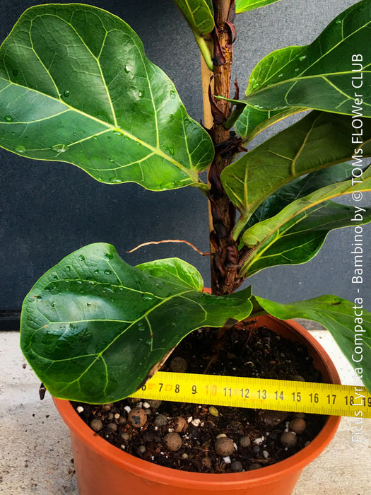 Ficus Lyrata Compacta Bambino, Geigenfeige, organically grown tropical plants for sale at TOMs FLOWer CLUB.