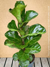 Ficus Lyrata Compacta - Bambino, Geigenfeige, organically grown tropical plants for sale at TOMs FLOWer CLUB.