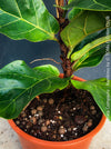 Ficus Lyrata Compacta Bambino, Geigenfeige, organically grown tropical plants for sale at TOMs FLOWer CLUB.