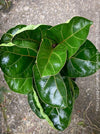 Ficus Lyrata Compacta - Bambino, Geigenfeige, organically grown tropical plants for sale at TOMs FLOWer CLUB.