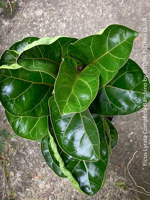 Ficus Lyrata Compacta - Bambino, Geigenfeige, organically grown tropical plants for sale at TOMs FLOWer CLUB.