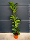 Ficus Lyrata Compacta Bambino, Geigenfeige, organically grown tropical plants for sale at TOMs FLOWer CLUB.