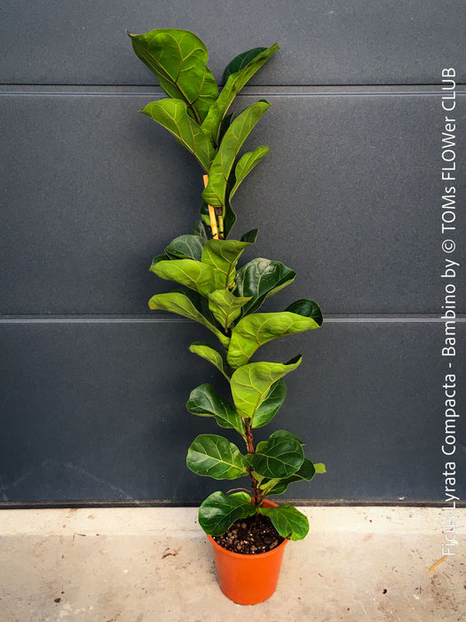Ficus Lyrata Compacta Bambino, Geigenfeige, organically grown tropical plants for sale at TOMs FLOWer CLUB.