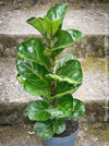 Ficus Lyrata Compacta - Bambino, Geigenfeige, organically grown tropical plants for sale at TOMs FLOWer CLUB.