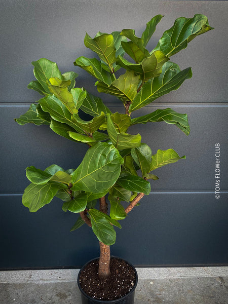 Ficus Lyrata, organically grown plants for sale at TOMsFLOWer CLUB.