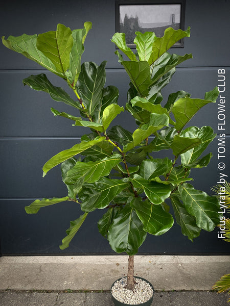 Ficus Lyrata, Geigenfeige, fiddle-leaf fig, banjo fig, fiddle-leaved fig tree, lyre leaf fig tree, or lyre-leaved fig tree, organically grown plants for sale at TOMs FLOWer CLUB.