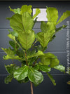 Ficus Lyrata, Geigenfeige, fiddle-leaf fig, banjo fig, fiddle-leaved fig tree, lyre leaf fig tree, or lyre-leaved fig tree, organically grown plants for sale at TOMs FLOWer CLUB.
