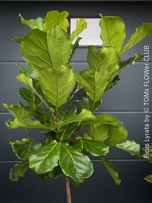 Ficus Lyrata, Geigenfeige, fiddle-leaf fig, banjo fig, fiddle-leaved fig tree, lyre leaf fig tree, or lyre-leaved fig tree, organically grown plants for sale at TOMs FLOWer CLUB.