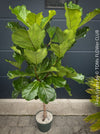 Ficus Lyrata, Geigenfeige, fiddle-leaf fig, banjo fig, fiddle-leaved fig tree, lyre leaf fig tree, or lyre-leaved fig tree, organically grown plants for sale at TOMs FLOWer CLUB.