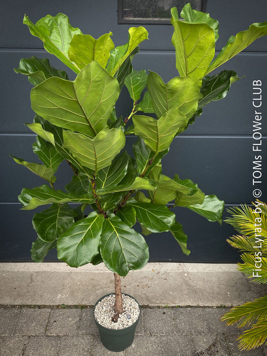 Ficus Lyrata, Geigenfeige, fiddle-leaf fig, banjo fig, fiddle-leaved fig tree, lyre leaf fig tree, or lyre-leaved fig tree, organically grown plants for sale at TOMs FLOWer CLUB.