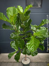 Ficus Lyrata, Geigenfeige, fiddle-leaf fig, banjo fig, fiddle-leaved fig tree, lyre leaf fig tree, or lyre-leaved fig tree, organically grown plants for sale at TOMs FLOWer CLUB.