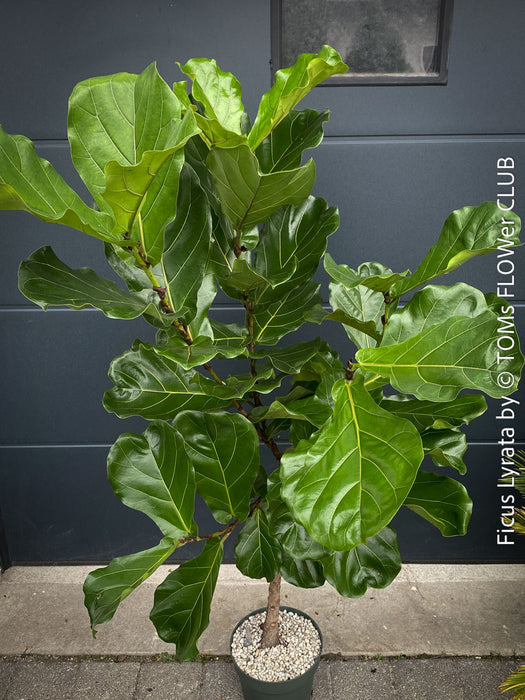 Ficus Lyrata, Geigenfeige, fiddle-leaf fig, banjo fig, fiddle-leaved fig tree, lyre leaf fig tree, or lyre-leaved fig tree, organically grown plants for sale at TOMs FLOWer CLUB.