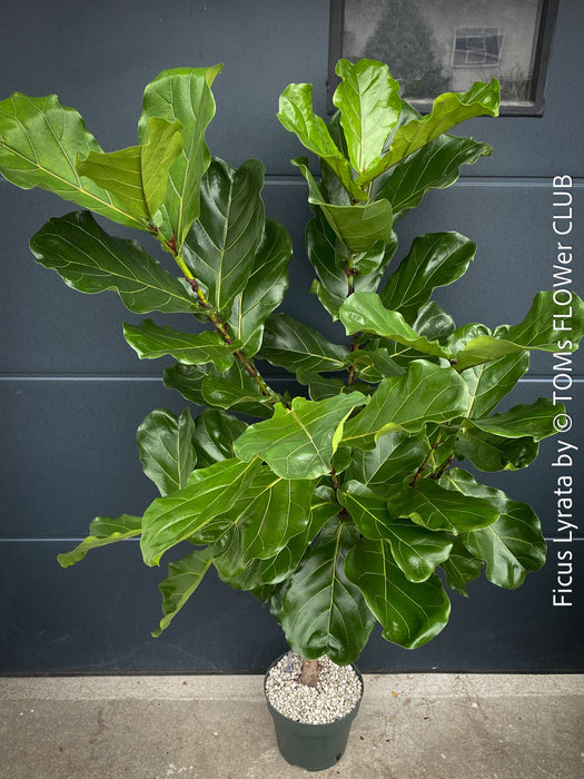 Ficus Lyrata, Geigenfeige, fiddle-leaf fig, banjo fig, fiddle-leaved fig tree, lyre leaf fig tree, or lyre-leaved fig tree, organically grown plants for sale at TOMs FLOWer CLUB.