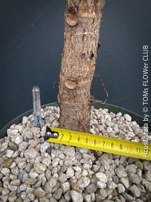 Ficus Lyrata, Geigenfeige, fiddle-leaf fig, banjo fig, fiddle-leaved fig tree, lyre leaf fig tree, or lyre-leaved fig tree, organically grown plants for sale at TOMs FLOWer CLUB.