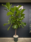 Ficus Lyrata, Geigenfeige, fiddle-leaf fig, banjo fig, fiddle-leaved fig tree, lyre leaf fig tree, or lyre-leaved fig tree, organically grown plants for sale at TOMs FLOWer CLUB.