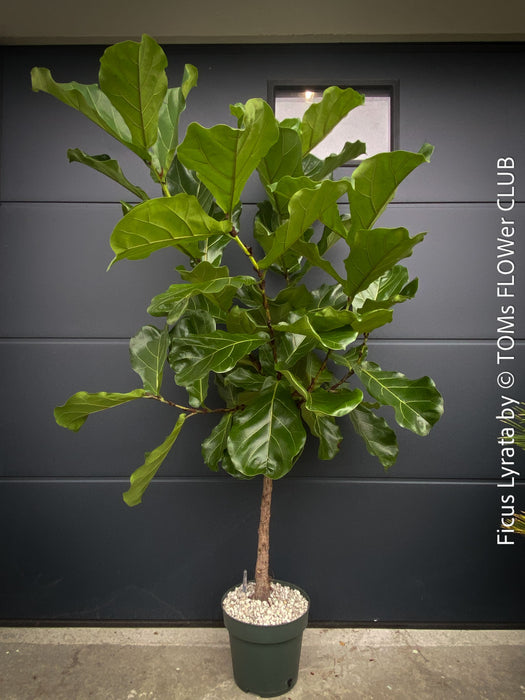 Ficus Lyrata, Geigenfeige, fiddle-leaf fig, banjo fig, fiddle-leaved fig tree, lyre leaf fig tree, or lyre-leaved fig tree, organically grown plants for sale at TOMs FLOWer CLUB.