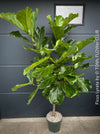 Ficus Lyrata, Geigenfeige, fiddle-leaf fig, banjo fig, fiddle-leaved fig tree, lyre leaf fig tree, or lyre-leaved fig tree, organically grown plants for sale at TOMs FLOWer CLUB.