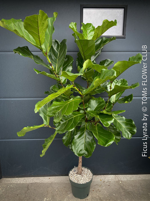 Ficus Lyrata, Geigenfeige, fiddle-leaf fig, banjo fig, fiddle-leaved fig tree, lyre leaf fig tree, or lyre-leaved fig tree, organically grown plants for sale at TOMs FLOWer CLUB.