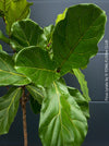 Ficus Lyrata, Geigenfeige, fiddle-leaf fig, banjo fig, fiddle-leaved fig tree, lyre leaf fig tree, or lyre-leaved fig tree, organically grown plants for sale at TOMs FLOWer CLUB.