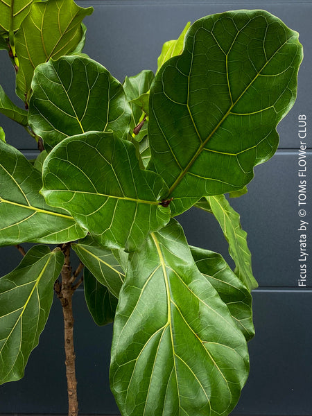 Ficus Lyrata, Geigenfeige, fiddle-leaf fig, banjo fig, fiddle-leaved fig tree, lyre leaf fig tree, or lyre-leaved fig tree, organically grown plants for sale at TOMs FLOWer CLUB.