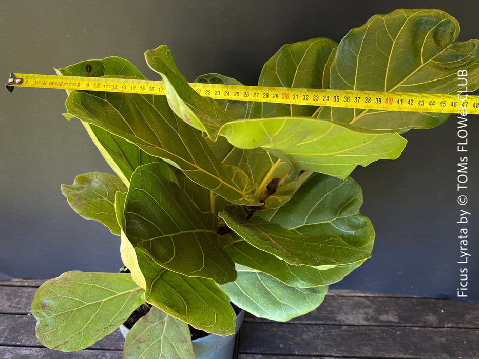 Ficus Lyrata, Geigenfeige, fiddle-leaf fig, banjo fig, fiddle-leaved fig tree, lyre leaf fig tree, or lyre-leaved fig tree, organically grown plants for sale at TOMs FLOWer CLUB.