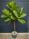 Ficus Lyrata, Geigenfeige, fiddle-leaf fig, banjo fig, fiddle-leaved fig tree, lyre leaf fig tree, or lyre-leaved fig tree, organically grown plants for sale at TOMs FLOWer CLUB.