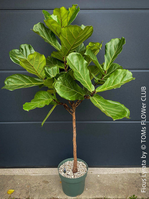 Ficus Lyrata, Geigenfeige, fiddle-leaf fig, banjo fig, fiddle-leaved fig tree, lyre leaf fig tree, or lyre-leaved fig tree, organically grown plants for sale at TOMs FLOWer CLUB.