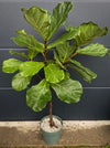 Ficus Lyrata, Geigenfeige, fiddle-leaf fig, banjo fig, fiddle-leaved fig tree, lyre leaf fig tree, or lyre-leaved fig tree, organically grown plants for sale at TOMs FLOWer CLUB.