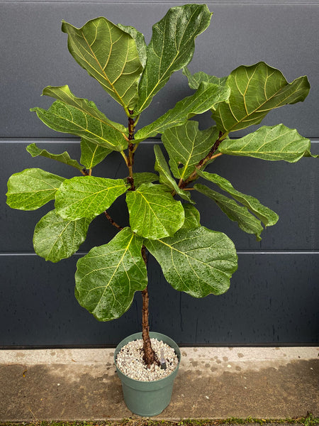 Ficus Lyrata, Geigenfeige, fiddle-leaf fig, banjo fig, fiddle-leaved fig tree, lyre leaf fig tree, or lyre-leaved fig tree, organically grown plants for sale at TOMs FLOWer CLUB.