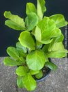 Ficus Lyrata, Geigenfeige, fiddle-leaf fig, banjo fig, fiddle-leaved fig tree, lyre leaf fig tree, or lyre-leaved fig tree, organically grown plants for sale at TOMs FLOWer CLUB.