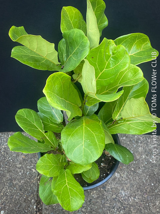 Ficus Lyrata, Geigenfeige, fiddle-leaf fig, banjo fig, fiddle-leaved fig tree, lyre leaf fig tree, or lyre-leaved fig tree, organically grown plants for sale at TOMs FLOWer CLUB.