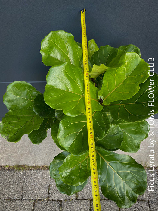 Ficus Lyrata, Geigenfeige, fiddle-leaf fig, banjo fig, fiddle-leaved fig tree, lyre leaf fig tree, or lyre-leaved fig tree, organically grown plants for sale at TOMs FLOWer CLUB.