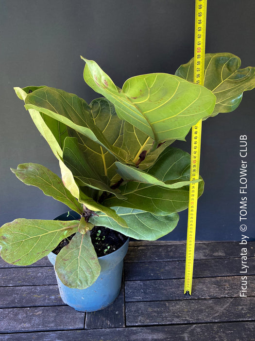 Ficus Lyrata, Geigenfeige, fiddle-leaf fig, banjo fig, fiddle-leaved fig tree, lyre leaf fig tree, or lyre-leaved fig tree, organically grown plants for sale at TOMs FLOWer CLUB.