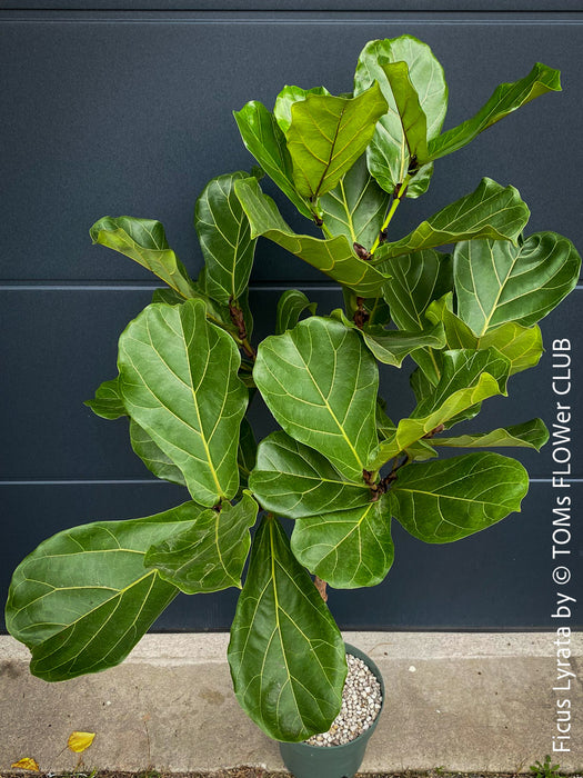 Ficus Lyrata, Geigenfeige, fiddle-leaf fig, banjo fig, fiddle-leaved fig tree, lyre leaf fig tree, or lyre-leaved fig tree, organically grown plants for sale at TOMs FLOWer CLUB.