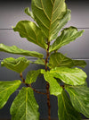 Ficus Lyrata, Geigenfeige, fiddle-leaf fig, banjo fig, fiddle-leaved fig tree, lyre leaf fig tree, or lyre-leaved fig tree, organically grown plants for sale at TOMs FLOWer CLUB.