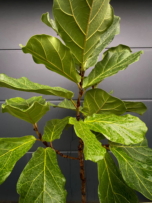 Ficus Lyrata, Geigenfeige, fiddle-leaf fig, banjo fig, fiddle-leaved fig tree, lyre leaf fig tree, or lyre-leaved fig tree, organically grown plants for sale at TOMs FLOWer CLUB.