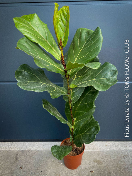 Ficus Lyrata, Geigenfeige, fiddle-leaf fig, banjo fig, fiddle-leaved fig tree, lyre leaf fig tree, or lyre-leaved fig tree, organically grown plants for sale at TOMs FLOWer CLUB.