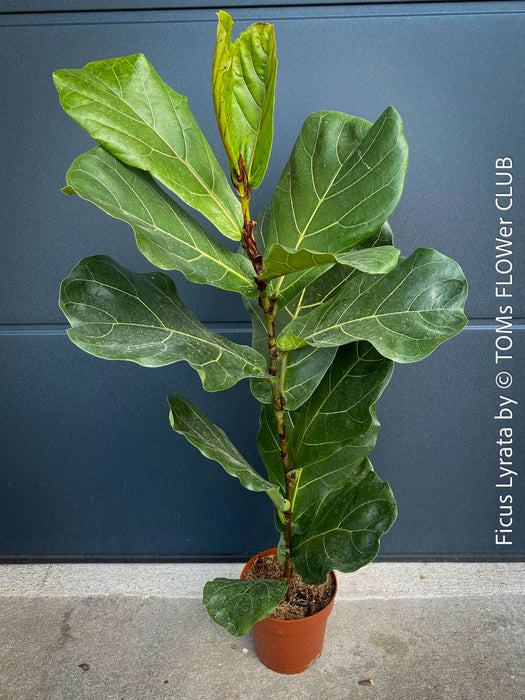 Ficus Lyrata, Geigenfeige, fiddle-leaf fig, banjo fig, fiddle-leaved fig tree, lyre leaf fig tree, or lyre-leaved fig tree, organically grown plants for sale at TOMs FLOWer CLUB.