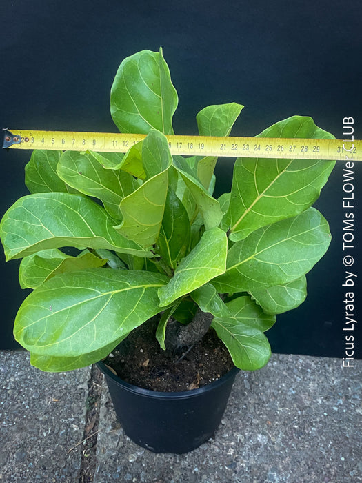 Ficus Lyrata, Geigenfeige, fiddle-leaf fig, banjo fig, fiddle-leaved fig tree, lyre leaf fig tree, or lyre-leaved fig tree, organically grown plants for sale at TOMs FLOWer CLUB.
