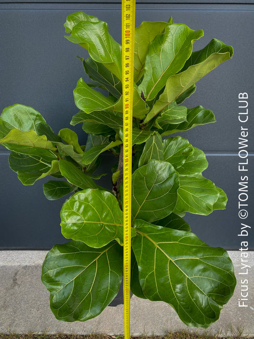 Ficus Lyrata, Geigenfeige, fiddle-leaf fig, banjo fig, fiddle-leaved fig tree, lyre leaf fig tree, or lyre-leaved fig tree, organically grown plants for sale at TOMs FLOWer CLUB.