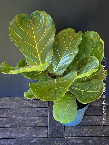 Ficus Lyrata, Geigenfeige, fiddle-leaf fig, banjo fig, fiddle-leaved fig tree, lyre leaf fig tree, or lyre-leaved fig tree, organically grown plants for sale at TOMs FLOWer CLUB.