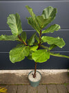 Ficus Lyrata, Geigenfeige, fiddle-leaf fig, banjo fig, fiddle-leaved fig tree, lyre leaf fig tree, or lyre-leaved fig tree, organically grown plants for sale at TOMs FLOWer CLUB.