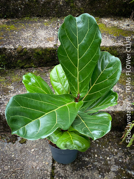 Ficus Lyrata, Geigenfeige, fiddle-leaf fig, banjo fig, fiddle-leaved fig tree, lyre leaf fig tree, or lyre-leaved fig tree, organically grown plants for sale at TOMs FLOWer CLUB.