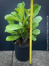 Ficus Lyrata, Geigenfeige, fiddle-leaf fig, banjo fig, fiddle-leaved fig tree, lyre leaf fig tree, or lyre-leaved fig tree, organically grown plants for sale at TOMs FLOWer CLUB.