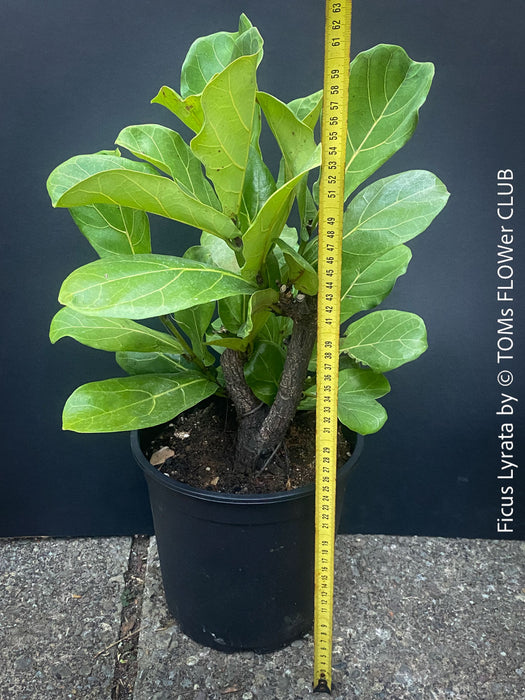 Ficus Lyrata, Geigenfeige, fiddle-leaf fig, banjo fig, fiddle-leaved fig tree, lyre leaf fig tree, or lyre-leaved fig tree, organically grown plants for sale at TOMs FLOWer CLUB.