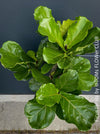 Ficus Lyrata, Geigenfeige, fiddle-leaf fig, banjo fig, fiddle-leaved fig tree, lyre leaf fig tree, or lyre-leaved fig tree, organically grown plants for sale at TOMs FLOWer CLUB.